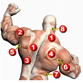 Záda - zádové svaly - viditelné svaly zad